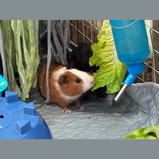 Photo of Peek & Boo