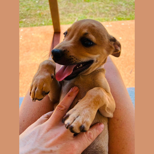 Photo of Huckleberry