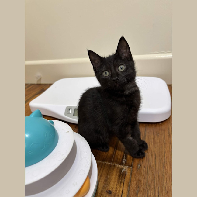 Photo of Velvet