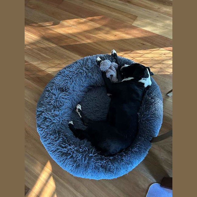 Photo of Diva