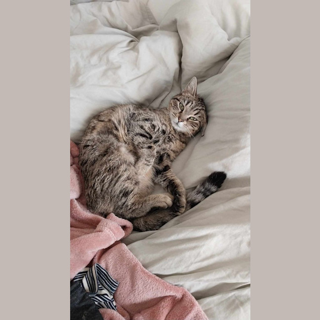 Photo of Goose