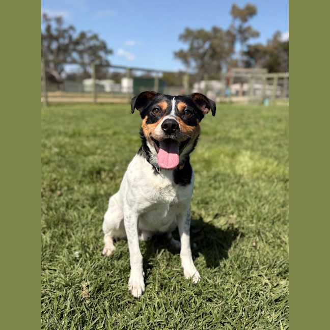Photo of Rascal