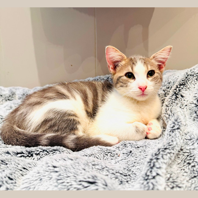 Photo of Marshmallow