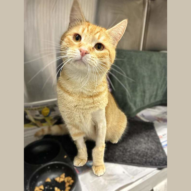 Photo of Simba