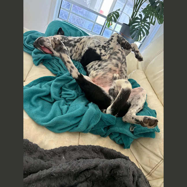 Photo of Duke