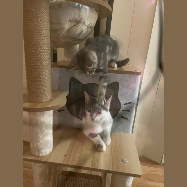 Photo of Stealth