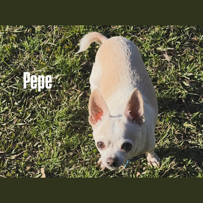Photo of Chloe & Pepe