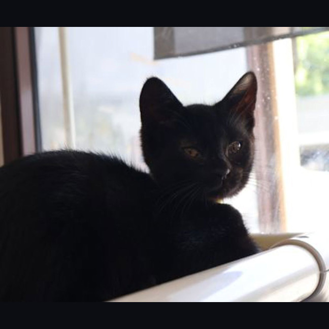 Photo of Luffy
