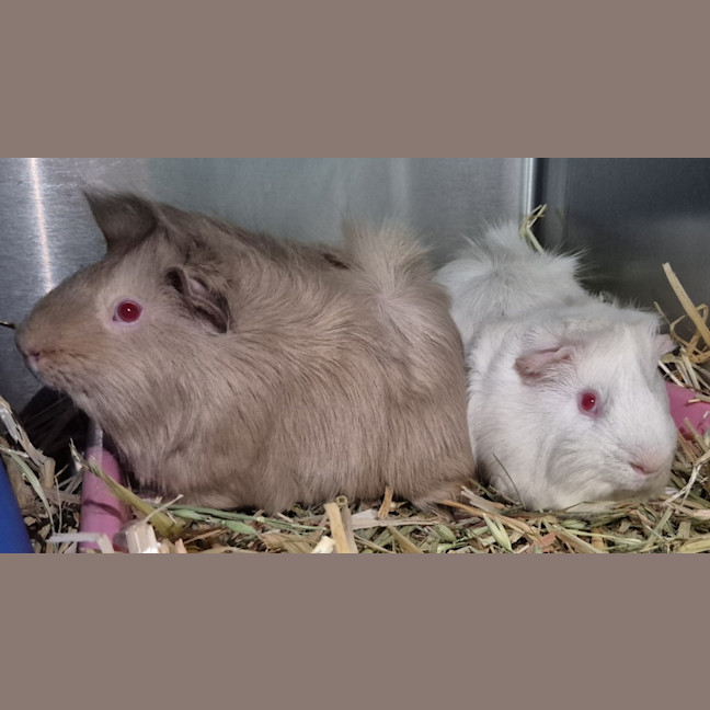 Photo of Marshmallow