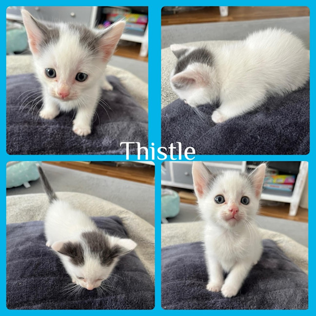 Photo of Thistle