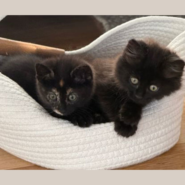 Photo of Black Bean