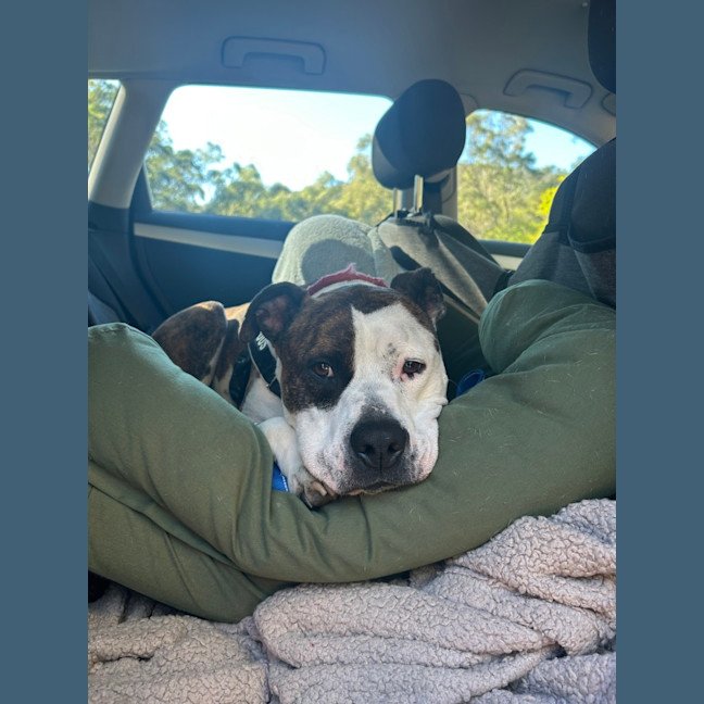 Photo of Rocky 