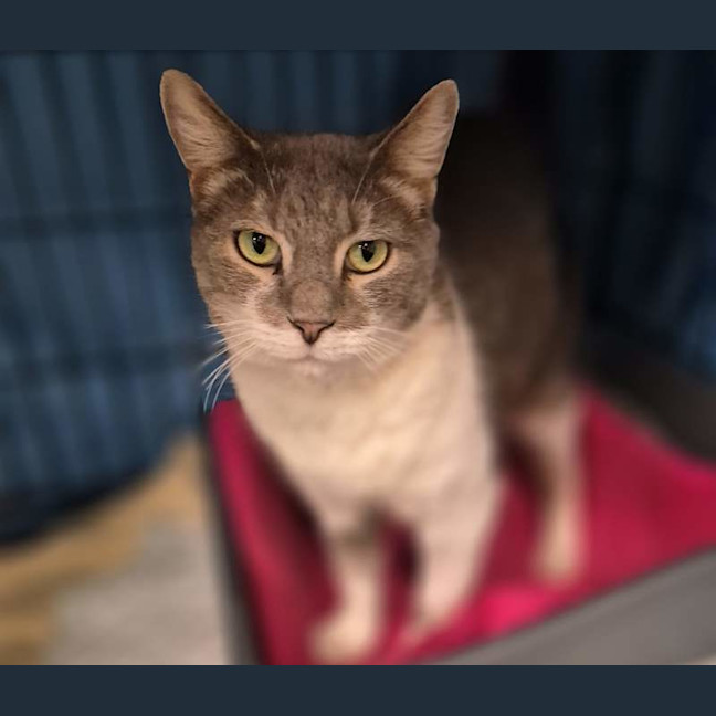 Photo of Tazzie