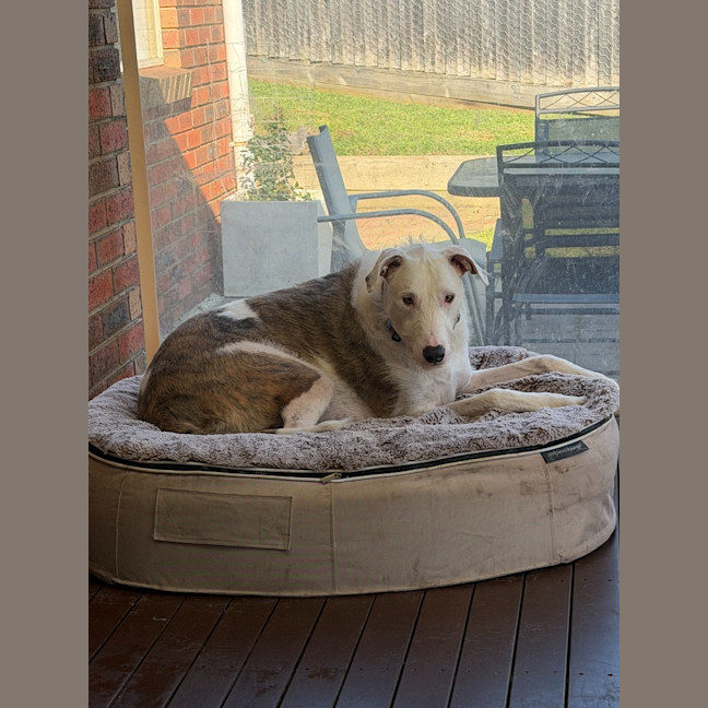 Photo of Darcy
