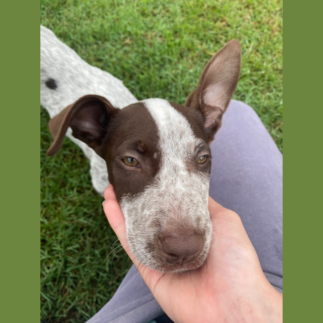 Photo of Scout