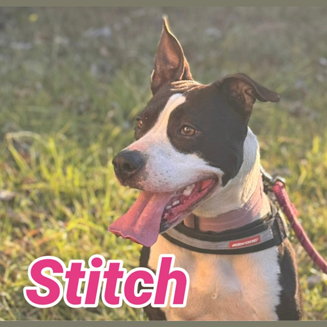 Photo of Stitch