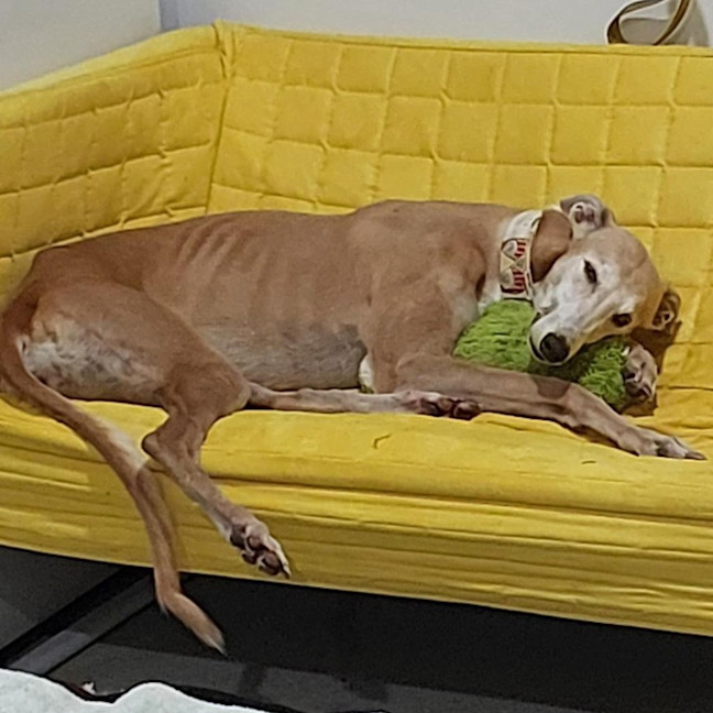 Photo of Sissy The Greyhound