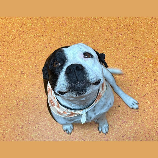 Photo of Bella
