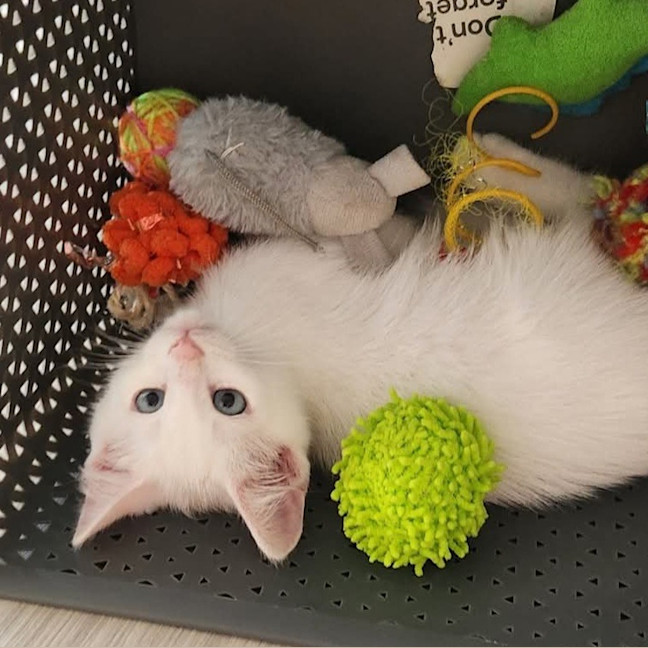 Photo of Snowball