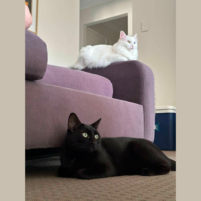 Photo of Nessa Rose And Shen Shen