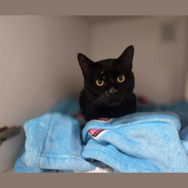 Photo of Vegemite Scroll