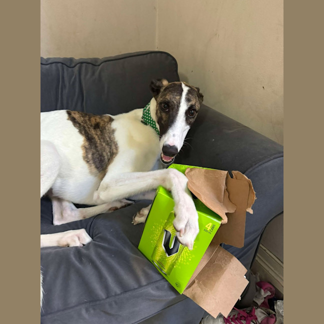 Photo of Lelani, The Greyhound