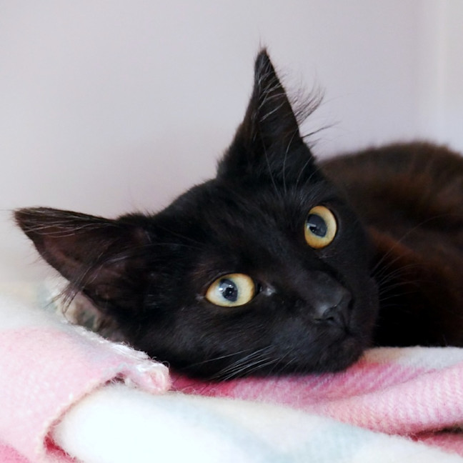 Photo of Ophelia Stk013190