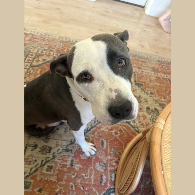Photo of Sasha   4 Year Old American Staffy
