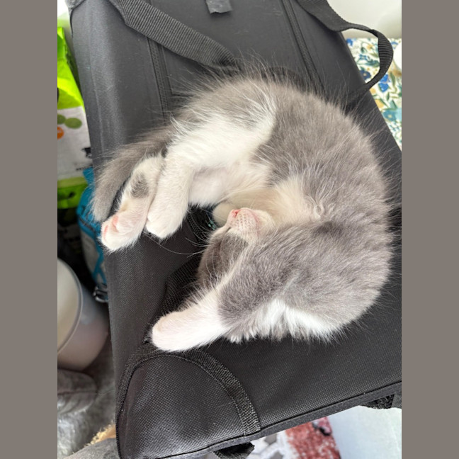 Photo of Hugo