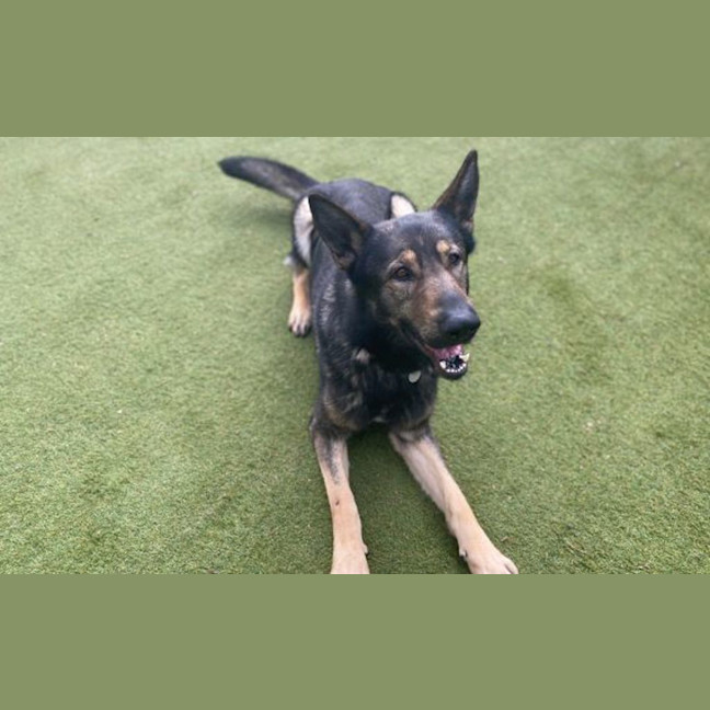 Photo of Dodger