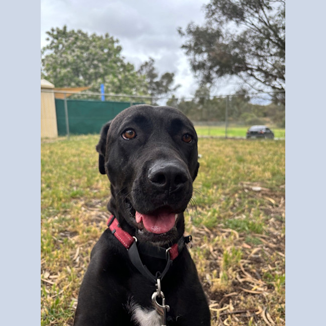 Photo of Taffy
