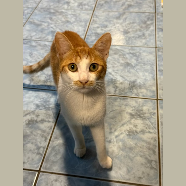 Photo of Baron Von Bikkiecrumb