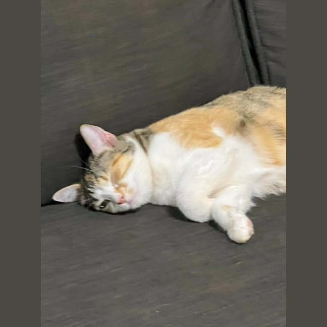 Photo of Suki