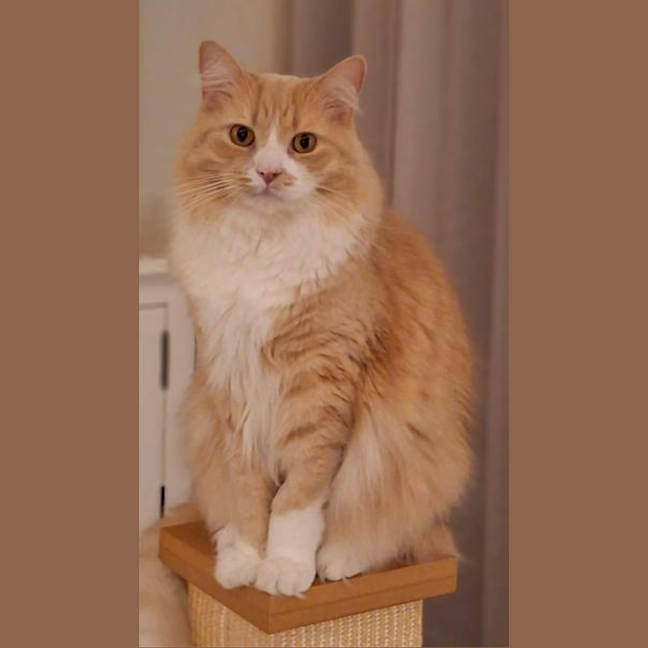 Photo of Marshmallow