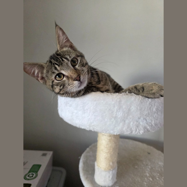 Photo of Zoodle