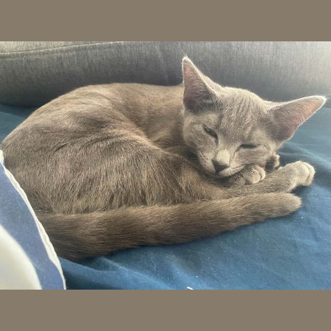Photo of Rosemary