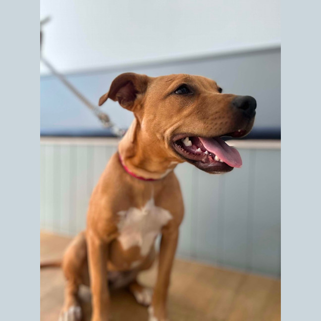 Photo of Kora
