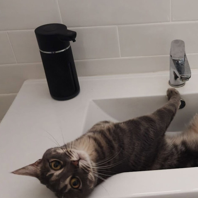 Photo of Goose
