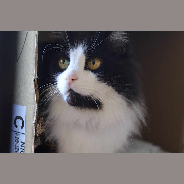 Photo of Chase Brushtail