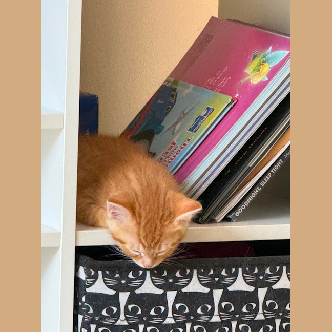 Photo of Ducky Meet Me At Petstock Keysborough