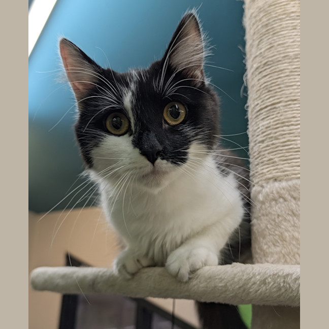Photo of Checkers