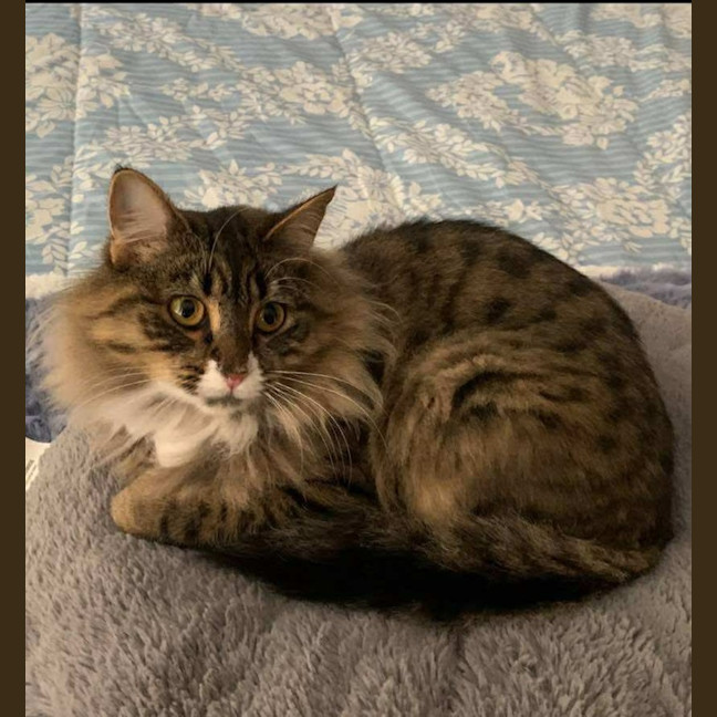 Photo of Nala Queen Of The Jungle