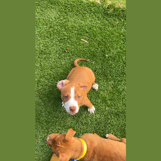 Photo of Nutmeg   4 Month Old Staffy X