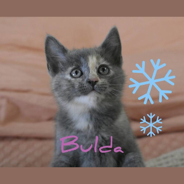 Photo of Bulda