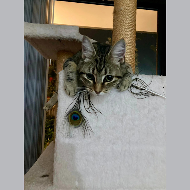 Photo of Luna
