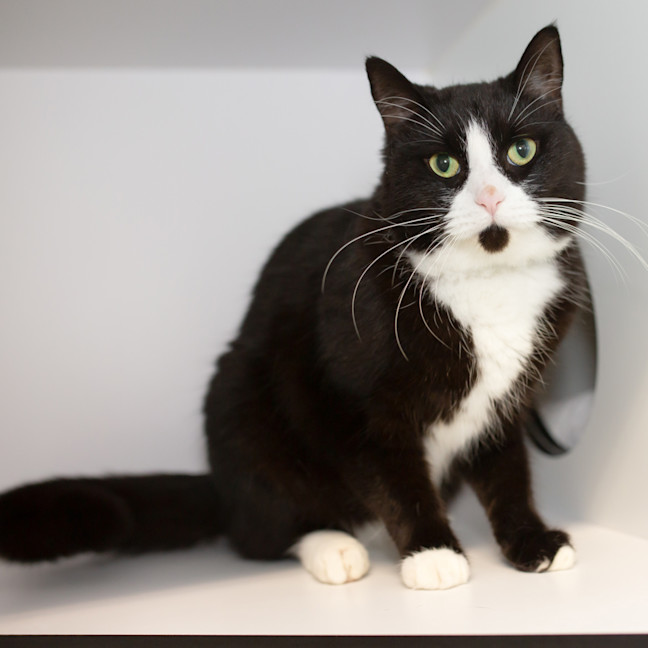 Photo of Pepper Jack