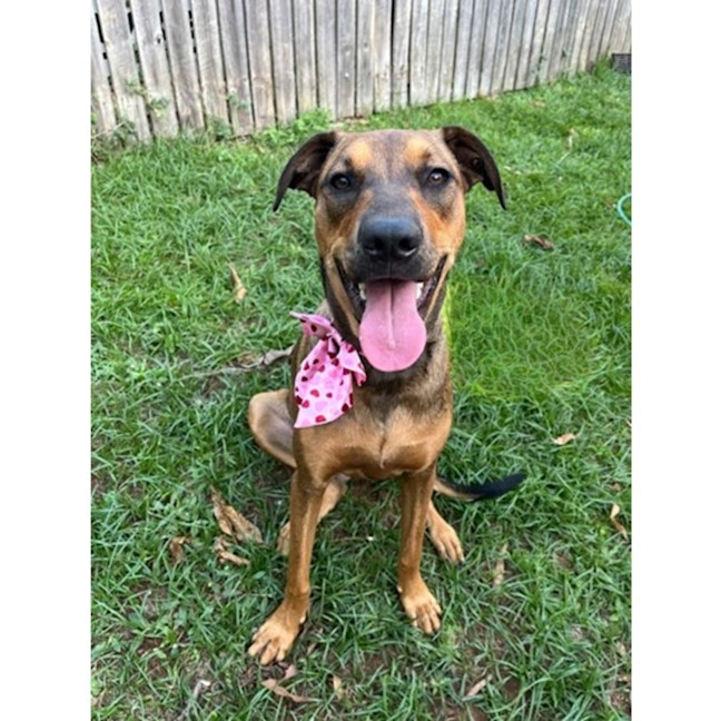 Photo of Gloria *$350 Adoption Fee*