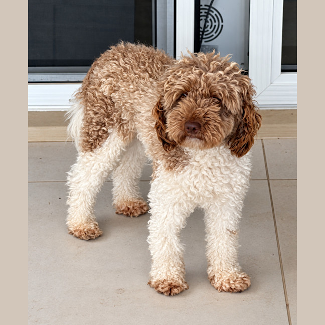 Photo of Bruno