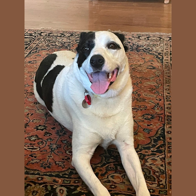 Photo of Sadie