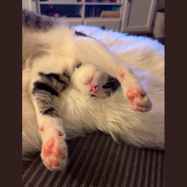Photo of Felix